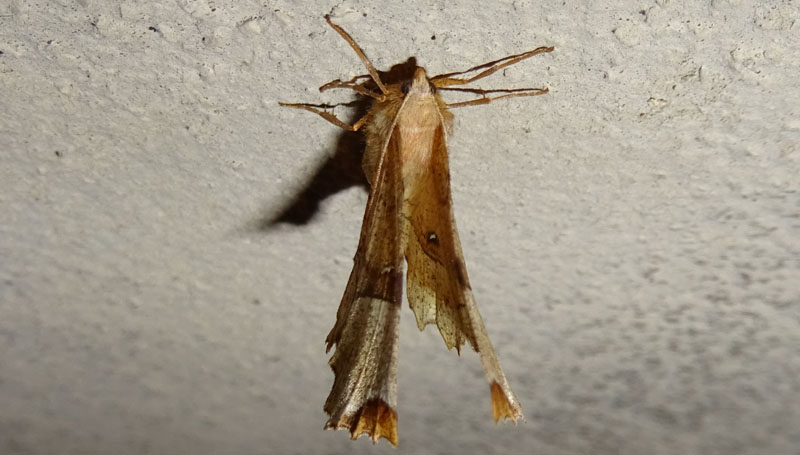 Selenia lunularia - Geometridae